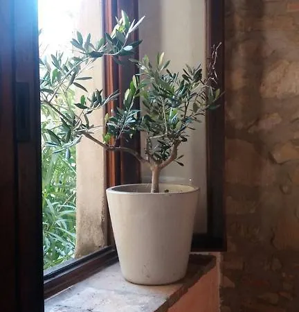 Casa Carlotta בית הארחה Castelvecchio (Pisa)